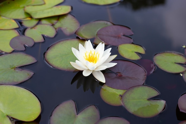 Belle fleur de lotus Nymphaea en fleurs avec des feuilles Pot de nénuphar