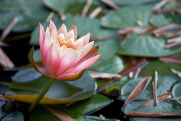 Belle fleur de lotus qui fleurit dans l'étang en soirée d'été