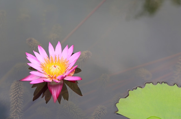 Belle fleur de lotus rose dans l'étang, gros plan nénuphar et feuille dans la nature.