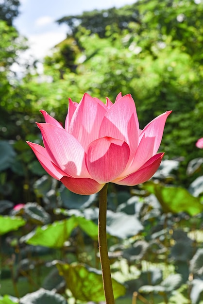 Belle fleur de lotus rose en fanfare