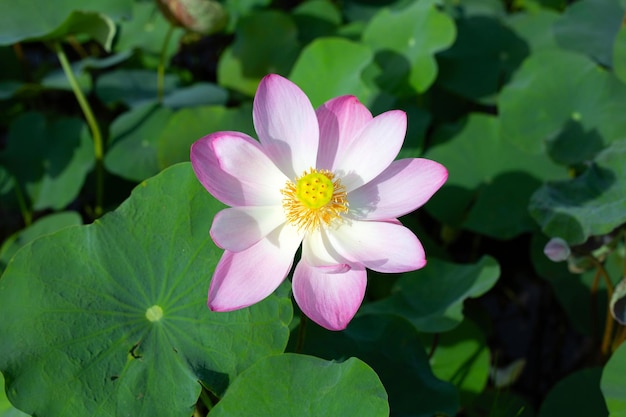 Belle fleur de lotus rose en fleurs avec des feuilles d'étang aux nénuphars