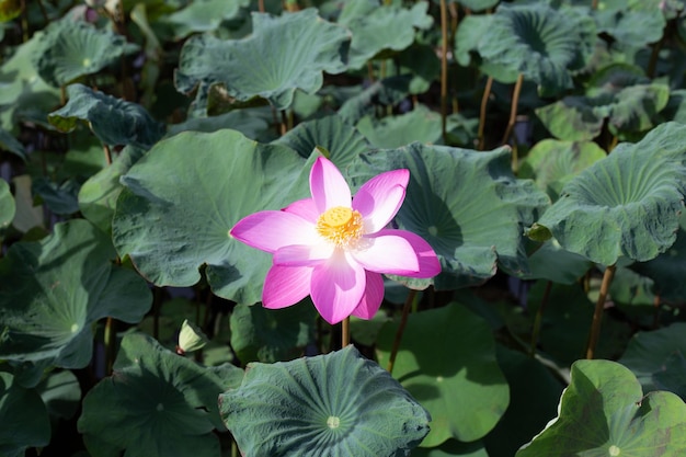 Belle fleur de lotus rose en fleurs avec des feuilles d'étang aux nénuphars
