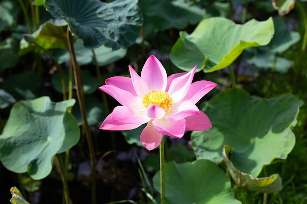 Belle fleur de lotus rose en fleurs avec des feuilles d'étang aux nénuphars