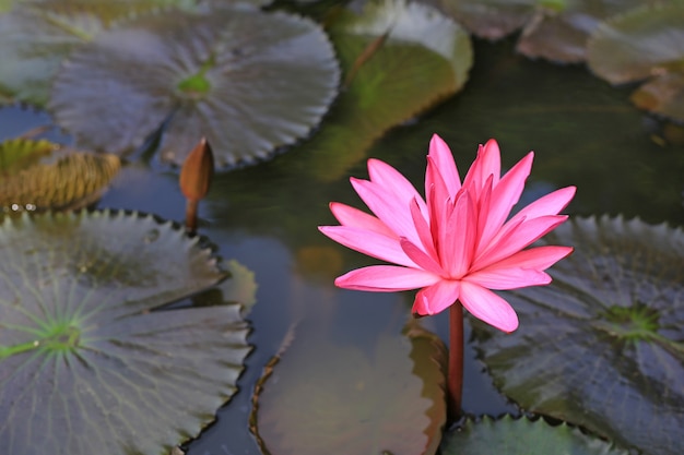 Belle fleur de lotus rose en fleurs