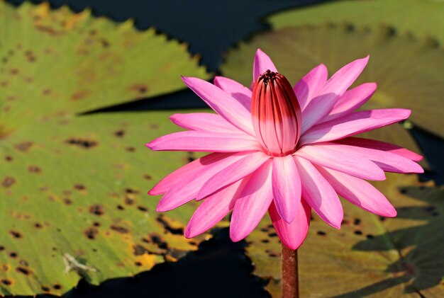 Photo belle fleur de lotus rose nénuphar