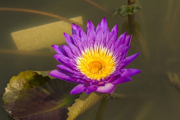 Belle fleur de lotus violet dans l&#39;étang