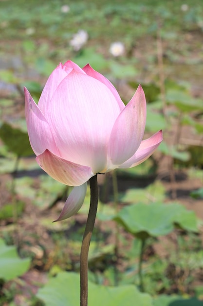 une belle fleur de lotus