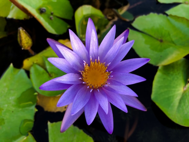 Belle fleur de lotus