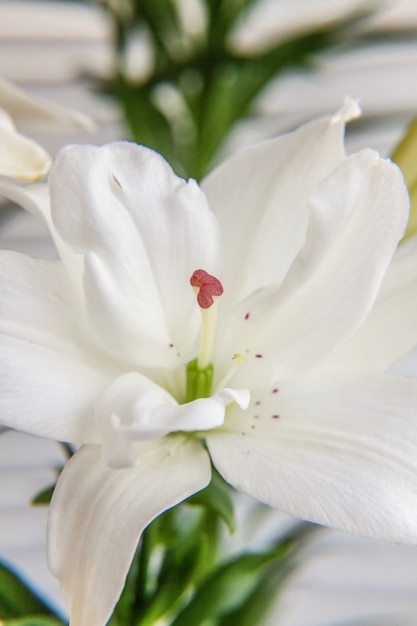 Belle fleur de Lys blanc