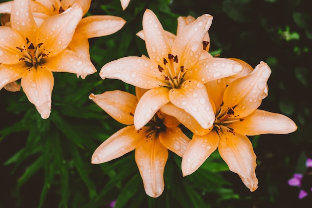 Belle fleur de lys crème.