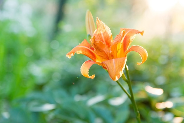 Belle fleur de Lys sur fond de feuilles vertes. Fleurs de lys dans le jardin.