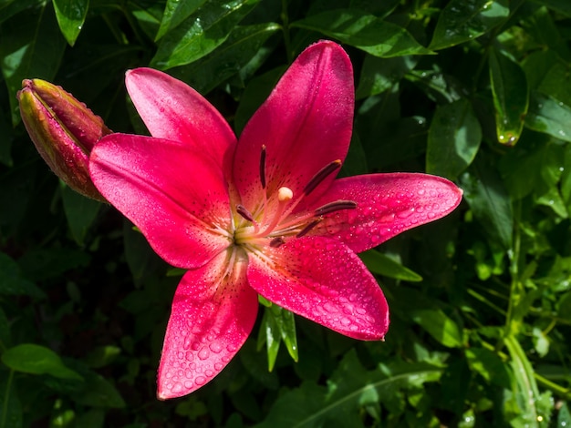 Belle fleur de lys sur fond de feuilles vertes. Lily longiflorum fleurit dans le jardin. Lis tigre de fleurs tropicales