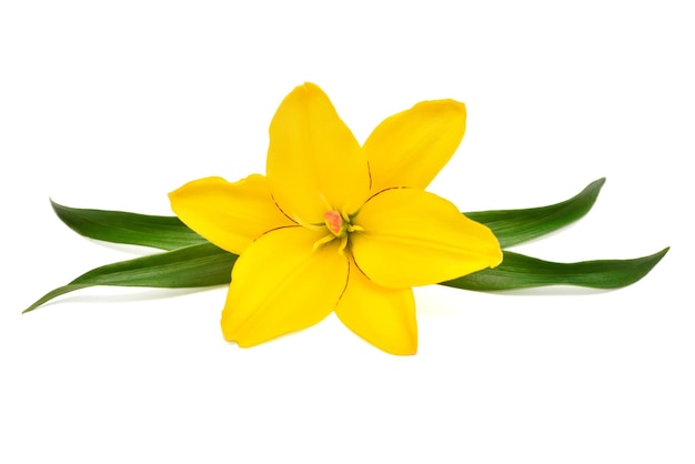 Belle fleur de Lys jaune avec feuille isolé sur fond blanc