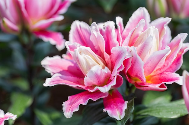 Belle fleur de lys rose dans le jardin au printemps