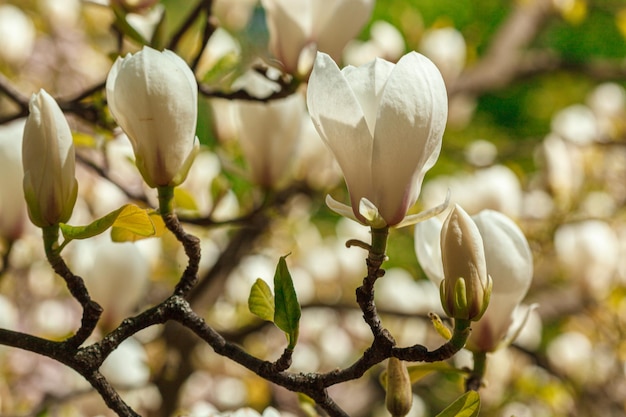 Belle fleur de magnolia contre le ciel bleu