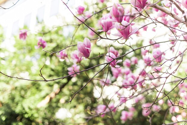 Belle fleur de magnolia dans le jardin au printemps