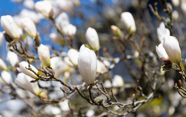 Belle fleur de magnolia sur la fleur d'arbre de printemps