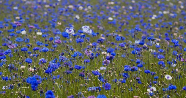 Belle fleur de maïs en bleu