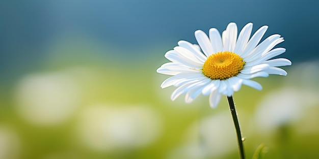 Une belle fleur de marguerite agrandie en macro