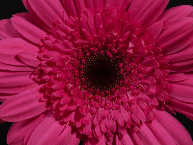 Belle fleur de marguerite gerbera rose