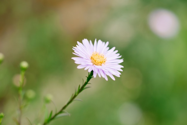 Belle fleur de Marguerite rose dans le jardin d'été