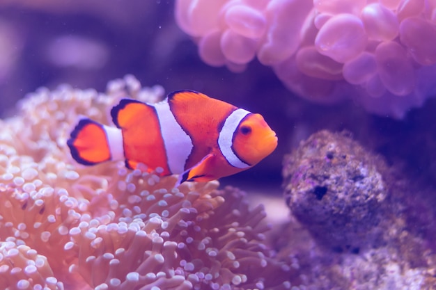 Belle fleur de mer dans le monde sous-marin avec des coraux et des poissons