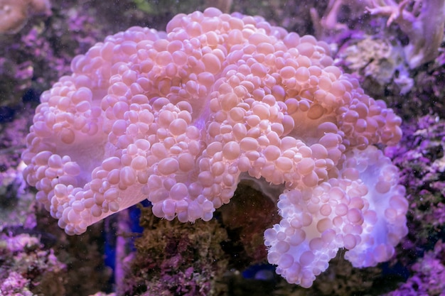 Belle fleur de mer dans le monde sous-marin avec des coraux