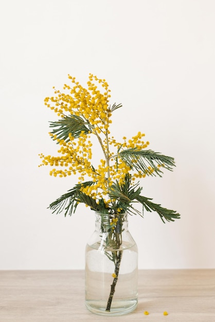 Belle fleur de mimosa jaune qui fleurit dans une bouteille de vase en verre