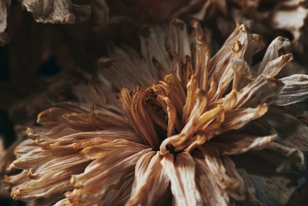 Une belle fleur morte dans le noir