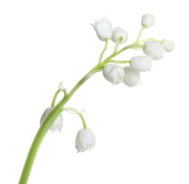 Belle fleur de muguet sur fond blanc