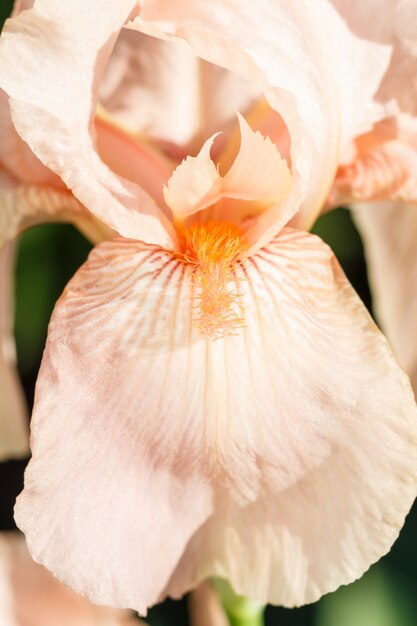 Belle fleur multicolore d&#39;iris fleurissent dans le jardin.