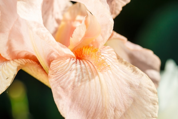 Belle fleur multicolore d&#39;iris fleurissent dans le jardin.