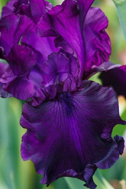 Belle fleur multicolore d&#39;iris fleurissent dans le jardin.