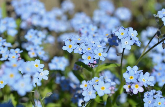 Belle fleur myosotis bleu frais vue rapprochée fond de fleurs myosotis