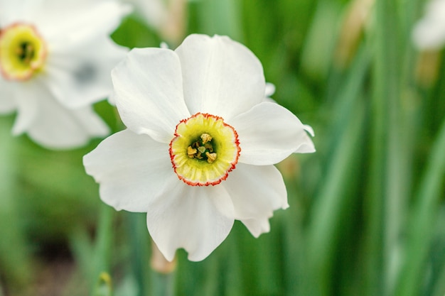 Belle fleur de narcisse blanc bouchent comme une carte postale