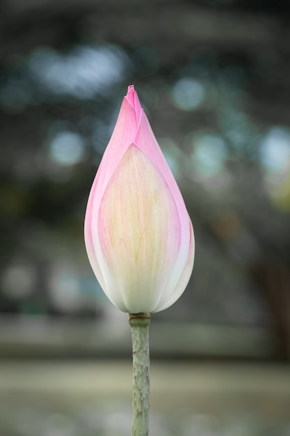 Photo belle fleur de nénuphar dans l'étang