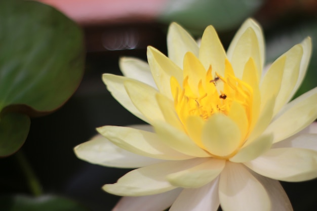 Belle fleur de nénuphar ou de lotus dans l'étang