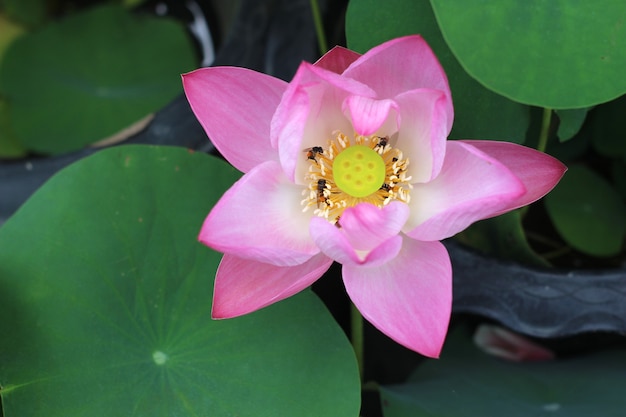 Belle fleur de nénuphar ou de lotus dans l'étang
