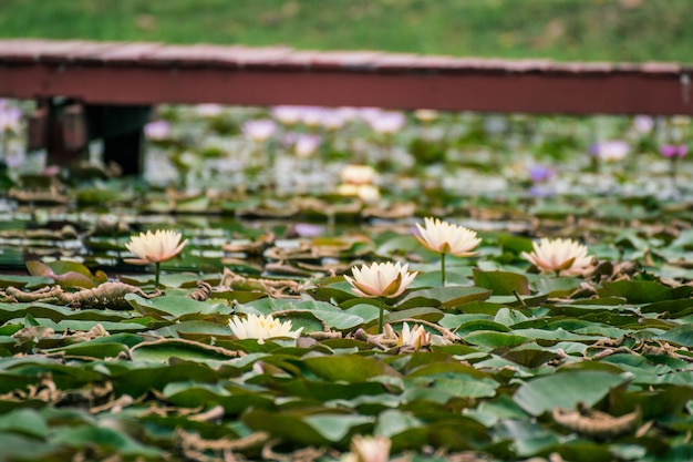 Belle fleur de nénuphar ou lotus dans un étang.