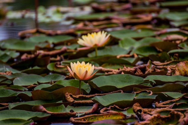 Belle fleur de nénuphar ou lotus dans un étang.