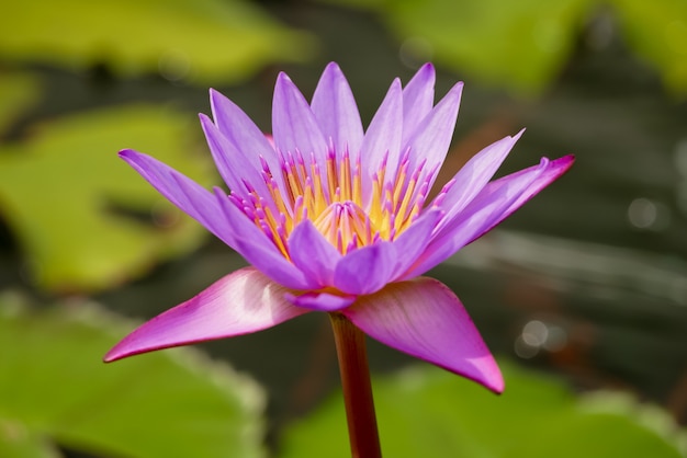 Belle fleur de nénuphar rose ou lotus dans un étang