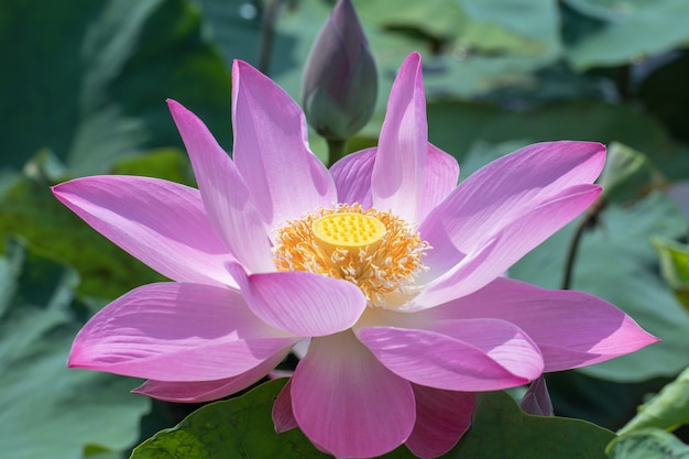 Belle fleur de nénuphar rose avec pollen jaune sur fond blanc.