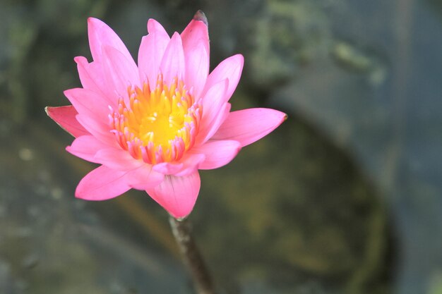 belle fleur de nénuphar violet dans l&#39;étang, lotus