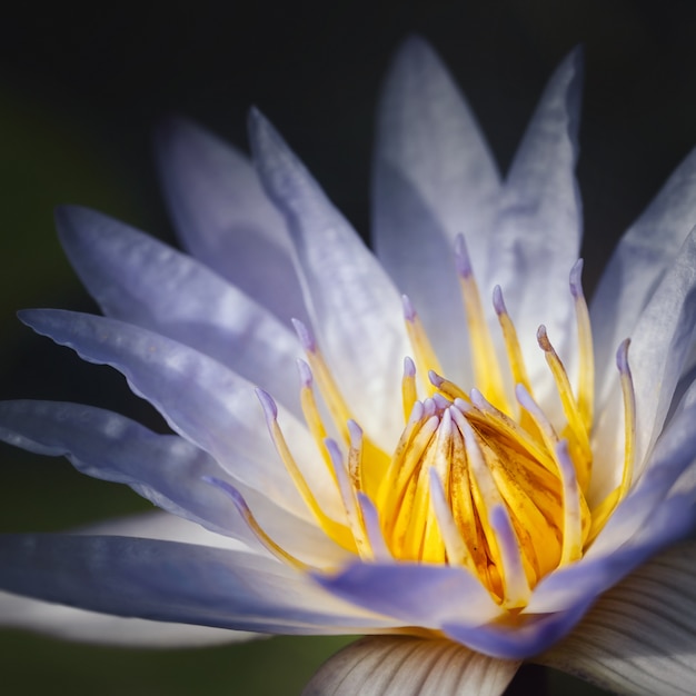 Belle fleur de nénuphar violet (fleur de lotus), format carré.