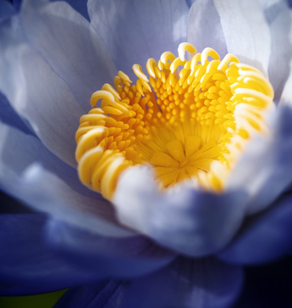 Belle fleur de nénuphar violet (fleur de lotus), format carré.