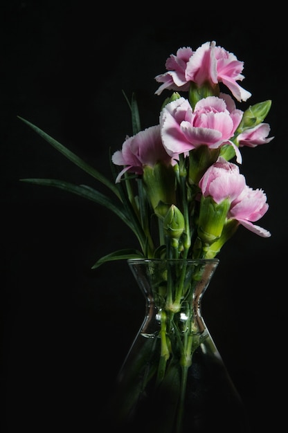 belle fleur d&#39;oeillets en fleurs sur un fond noir