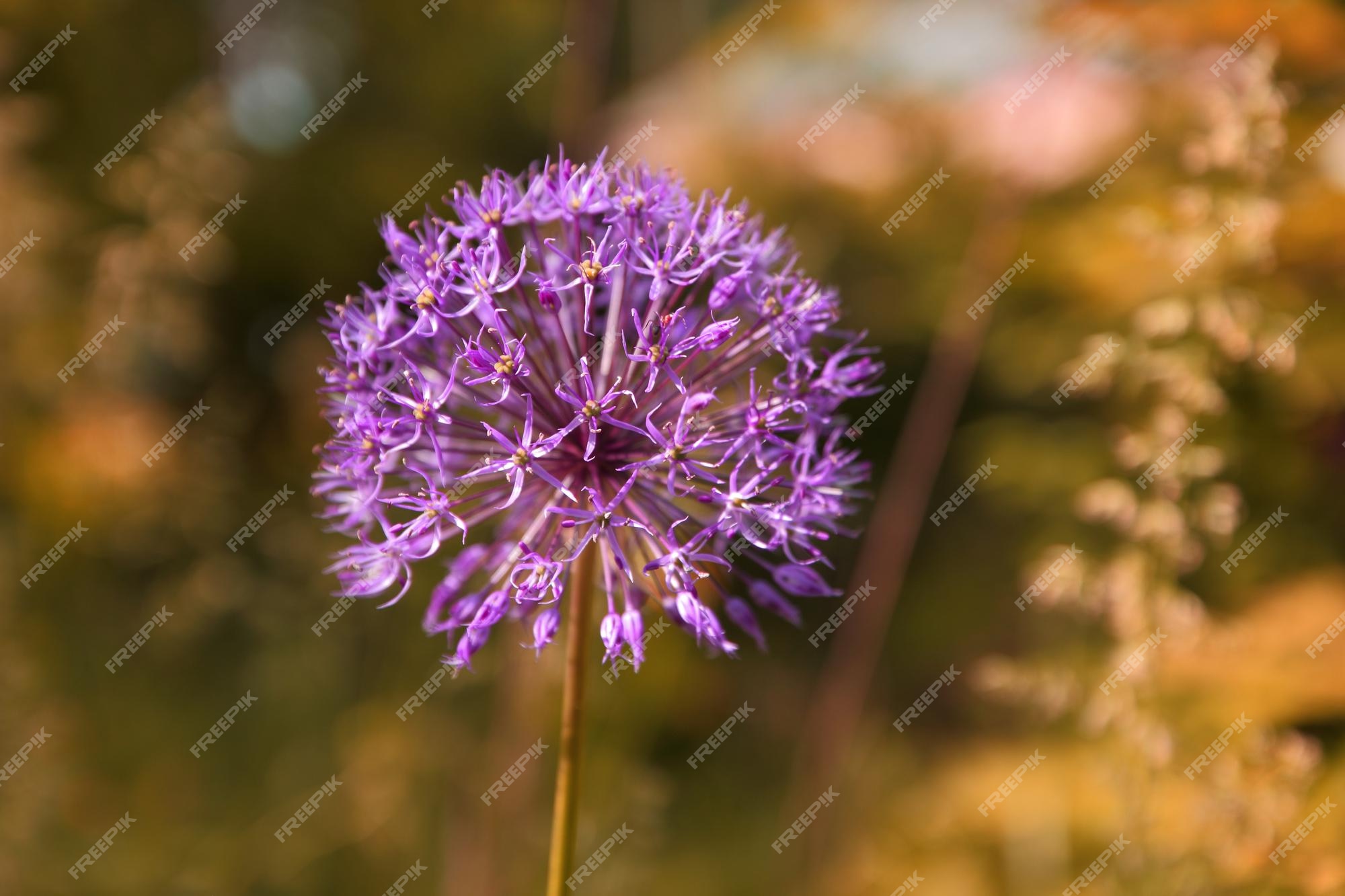 Belle Fleur D'oignon Violet Délicate Qui Pousse Dans Le Jardin. Fleurs  D'allium Agrandi. Boule Violette D'oignon En Fleurs | Photo Premium