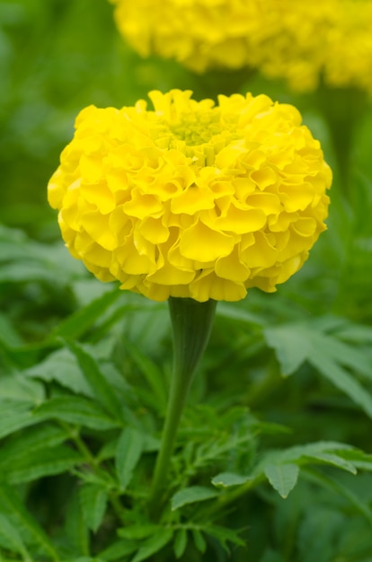 Belle fleur d&#39;or jaune, de souci