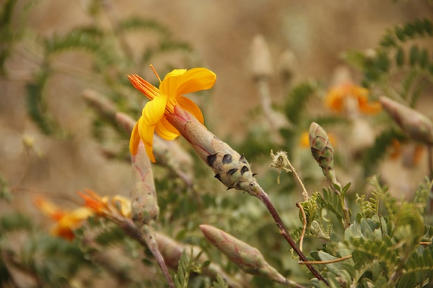 Une belle fleur d'oranger