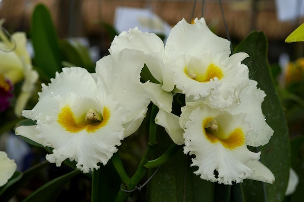 Belle fleur d'orchidée Cattleya, Cattleya Queen Sirikit.